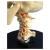 Import Anatomical Medical Science Skull Model With Cervical Spine from China