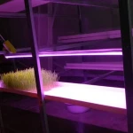 Animal feed wheat grass fodder sprouter/ pasture forage sprout sowing machine with cultivation vegetable seed growing tray