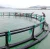 Import Aquaculture Equipment, fish farming cage for tilapia from China