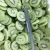 Import Best Quality Frozen Fruits IQF sliced Kiwi fruit from Hongchang from China