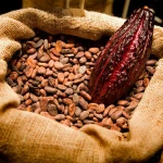 Cacao Beans ,Dried Criollo Cocoa Beans ,Organic Roasted Cacao Beans