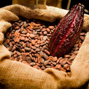Cacao Beans ,Dried Criollo Cocoa Beans ,Organic Roasted Cacao Beans