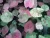 Import Caladium Decorative Flowers Caladium Plant Home Decor Beauty Plants from Thailand