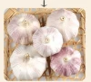 China garlic price/ garlic cloves/ garlic wholesale hot sale