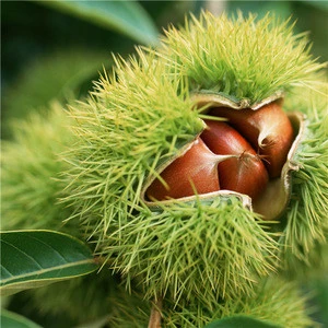 chinese snacks food Yanshan Mountain roasted peeled sweet chestnut for sale with competitive price