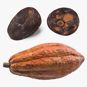 Cocoa Beans Ariba Cacao beans Dried Raw Cacao Fermented Cocoa Beans