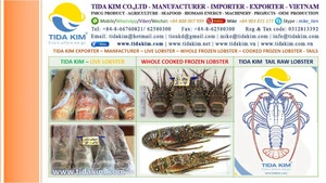 COOKED FROZEN TIDA KIM FROZEN LOBSTER LIVE LOBSTER WHOLE TAILS VIETNAM ASIA EXPORTER 500 700 900 1200 2000 GR ALL SIZES