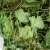 Import Dried Gotu Kola Leaves Natural Herbel Tea Medicinal Dry Herbs from Thailand