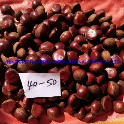 Factory Supply of 40-50PCS/Kg Size Fresh Organic Sweet Chestnut, Big Size Dandong Fresh Chestnut