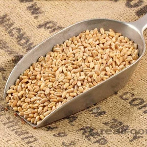 Factory Wholesale Bulk Natural Wheat from Reliable Seller