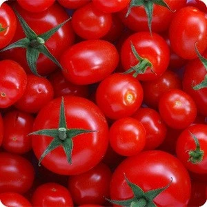 Fresh American Tomatoes/Tomatoes