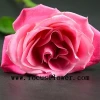Fresh cut rose flower ecuadorian roses hobby lobby wholesale flowers pink roses natural taij rose from china