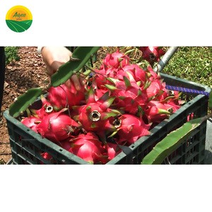 FRESH DRAGON FRUIT PACKED IN CARTONS