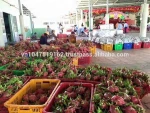 Fresh dragon fruit