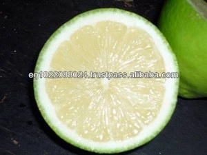 fresh Egyptian lime high quality (A)