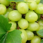 fresh greem grapes