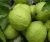 Import Fresh Guava Fruits. from USA