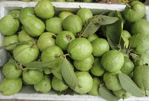 FRESH GUAVA (WhatsApp/WeChat: +84935732658)