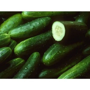 Fresh healthy Green cucumber for sale