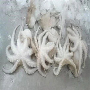 Fresh live frozen octopus/ seafood baby octopus wholesale cheap price