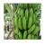 Import Fresh Long Green Cavendish Banana Exporters In VIETNAM from Vietnam