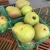 Import Fresh Pear Juicy 100 Quality from South Africa