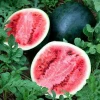 FRESH SUGAR BABY WATERMELON - WHOLESALE MELON FOR EXPORT WITH BEST PRICE FROM VIETNAM TYPE 2