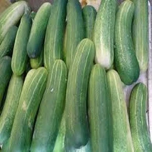 Fresh Vegetables Cucumber for sale