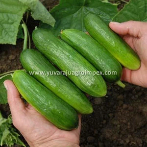 Fresh Vegetables Cucumber/Dosakaya Exporter To South Korea/Russia/Kenya/Indonesia