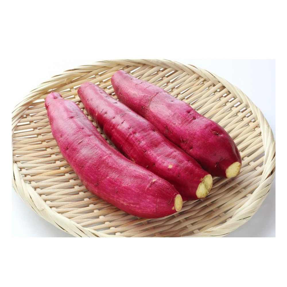 FROZEN COOKED FRESH JAPANESE SWEET POTATO  - HIGH QUALITY IQF FROZEN VACUUM PACKAGING WITH LOW PRICE FOR WHOLESALE