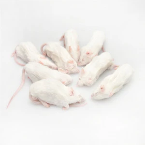 Frozen Mouse Frozen Adult Mice and Rats for Animal Pet Food Qingdao Factory