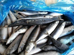 frozen pacific mackerel saba fish high quality from China
