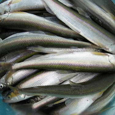 frozen smelt silver fish