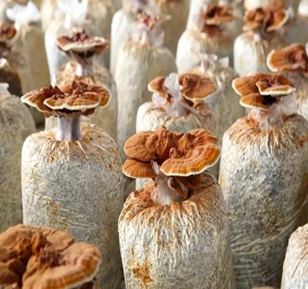 Ganoderma lucidum Capsule healthcare food supplier China Traditional Plant Extract Reishi Capsules