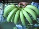 Green Banana in quality