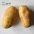 Import Green farm plant holland fresh potatoes wholesale from China