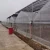 Import Gutter Connected Multi-Span Poly Greenhouse for Grape production from China