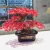 Import High Quality Crystal Quartz Gemstone Money Tree Decoration Bonsai Crystal Lucky Tree from China