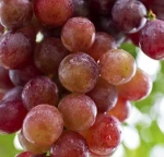 High quality Fresh Green Grapes