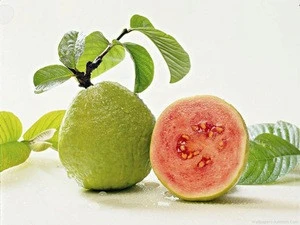 High Quality Guava Powder Spray Dried Instant Guava Fruit Powder