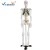 Import High Quality Human Medical Skeleton Model 85cm for Teaching from China