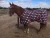 Import Horse Fleece Rug from India