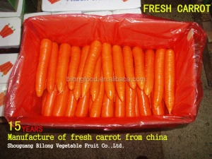 Hot sale New Crop Fresh Chinese Carrot supplying Malaysia UAE OMAN THAILAND KOREA JAPAN CANADA Singapore