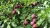 Import Hot sales price Fresh Plum for sale , Wholesale Price from South Africa