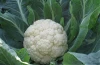 Hot selling cauliflower seed from China