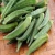 Import hot selling Fresh Vegetables fresh Okra , Ladyfinger , from Bangladesh from Bangladesh
