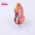Import Human kidney model with adrenal gland ureter pyramid calyx in medical science from China