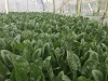 Hybrid f1 Spinach seed LS101(2118)