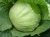 Import Indian Fresh Cabbage from India