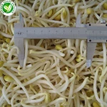 IQF Wholesale vegetables green frozen mung bean sprout